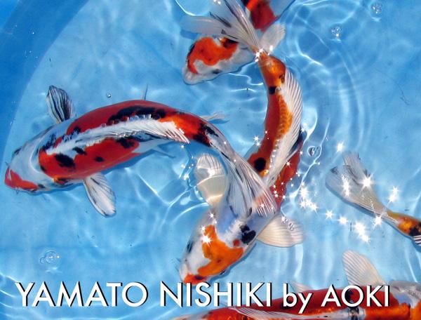 nombre de la marca Oso Electropositivo Peces carpas koi japoneses – Grado A - mejor precio | unprecio.es nombre de la marca Oso Electropositivo Peces carpas koi japoneses – Grado A - mejor precio | unprecio.es