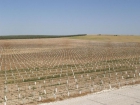 Plantaciones de olivar Superintensiva e Intensivas - mejor precio | unprecio.es