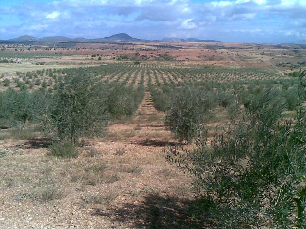 Finca de olivos en Alamedilla (Granada)