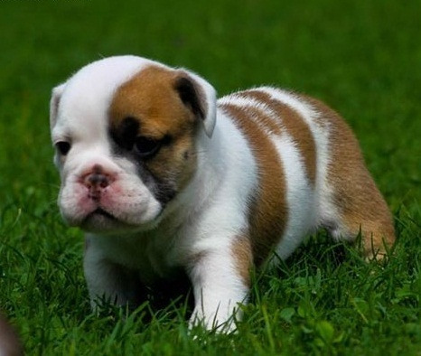 cachorros de Bulldog Inglés