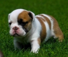 cachorros de Bulldog Inglés - mejor precio | unprecio.es