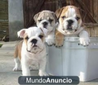 Bulldog francés lindo y hermoso para la - mejor precio | unprecio.es