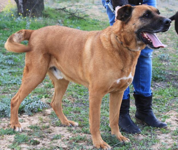 Boxer, cruce