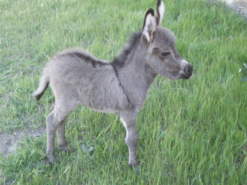 Burros miniatura