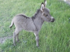 Burros miniatura - mejor precio | unprecio.es