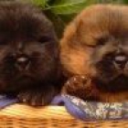 Cachorros de Chow Chow - mejor precio | unprecio.es