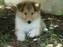cachorros garantizados de Rough Collie