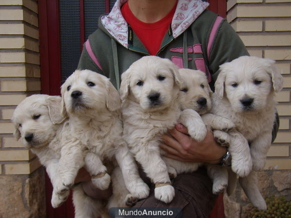 camada de golden retriever
