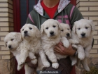 camada de golden retriever - mejor precio | unprecio.es