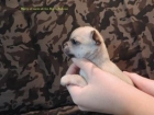 chihuahuas machos - mejor precio | unprecio.es