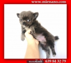 CHIHUAHUAS TOY, MIRA TODOS LOS CACHORROS DISPONIBLES EN NUESTRA WEB DJ - mejor precio | unprecio.es