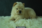 Chow Chow cachorritos de dos meses, excelentes - mejor precio | unprecio.es