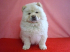 CHOW CHOW , NEGRO , BLANCO GRIS AZULADO , PASSION OF CHOW - mejor precio | unprecio.es