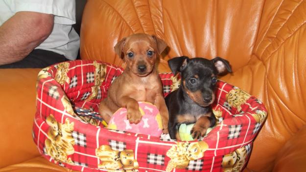 Excelente camada de pinscher
