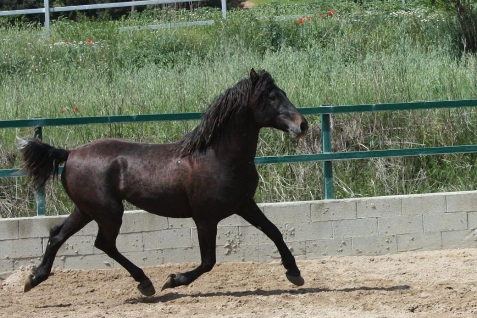 Garrocho potro cruzado castrado