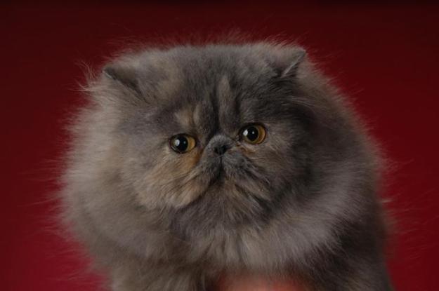 GATA PERSA