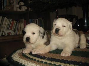Los cachorros de raza San Bernardo ...