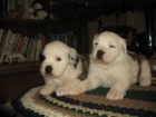 Los cachorros de raza San Bernardo ... - mejor precio | unprecio.es