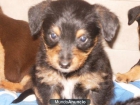 Regalo cachorro - mejor precio | unprecio.es