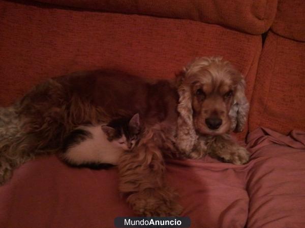 Regalo cocker spaniel hembra