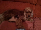 Regalo cocker spaniel hembra - mejor precio | unprecio.es