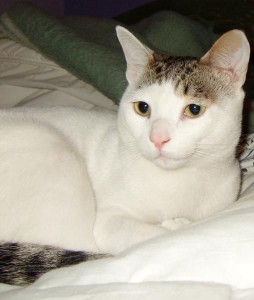 ser regala preciso gato por alergia