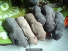 Shar peis Azul o Lilac - mejor precio | unprecio.es