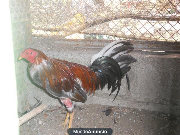 vendo gallos y polluelos