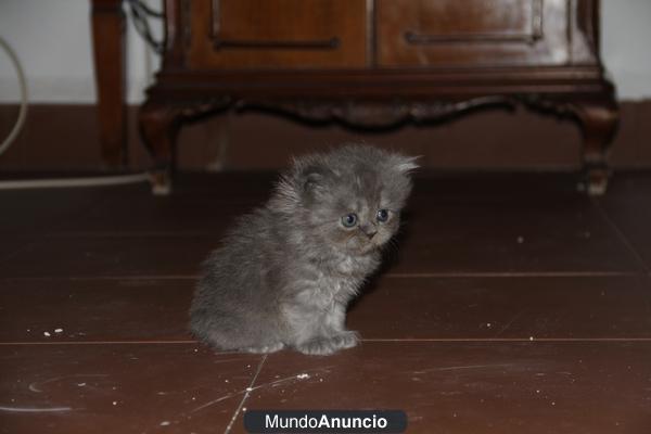 Vendo gatito persa de un mes