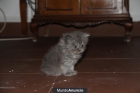 Vendo gatito persa de un mes - mejor precio | unprecio.es