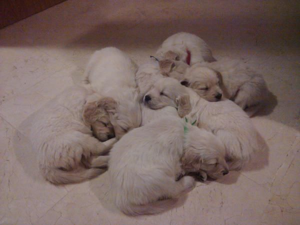 Venta Golden Retreiver