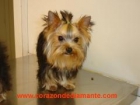 Yorkshire Terrier Cachorros disponibles - mejor precio | unprecio.es