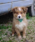 Boby, cachorrito de 2 meses en adopción - mejor precio | unprecio.es