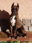 Boxer, busco novia!!!! - mejor precio | unprecio.es