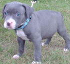 BUSCO UNA HEMBRA DE PITBULL BLUE NOSE GRIS - mejor precio | unprecio.es