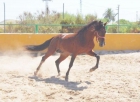 CABALLO ENGANCHADO 2500 € - mejor precio | unprecio.es