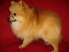 CACHORRO MACHO DE POMERANIA CON 8 MESES Y 1,5KG - mejor precio | unprecio.es