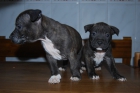 cachorros amstaff - mejor precio | unprecio.es
