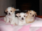 Camada chihuahua, hembras y machos muy pequeñitos . - mejor precio | unprecio.es