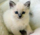 Compro gatito/a siames - mejor precio | unprecio.es