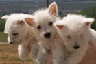 Encantadores cachorros de west higland, buen precio. Barcelona - mejor precio | unprecio.es