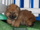 Magnifica camada de Chow-chow - mejor precio | unprecio.es