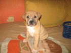 preciosas cachorritas de casi 2 meses de bandog(cruce de pittbul y buldog - mejor precio | unprecio.es