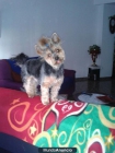 YORKSHIRE MINI (PEDIGREE) BUSCA NOVIA - Valencia - mejor precio | unprecio.es