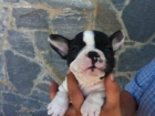 Bulldogs machos y hembras - mejor precio | unprecio.es