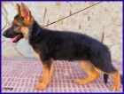 Cachorras Ceppa. de Pastores Alemanes. - mejor precio | unprecio.es