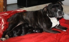 camada de staffordshire bull terrie - mejor precio | unprecio.es