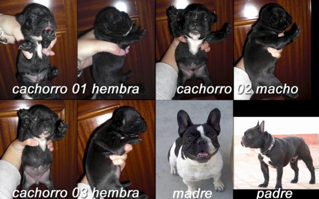 EXCELENTES BULLDOG FRANCES