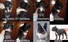 EXCELENTES BULLDOG FRANCES - mejor precio | unprecio.es