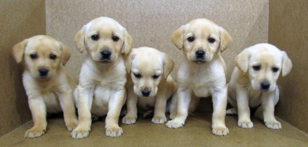 labradores